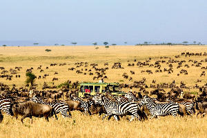 Migration Olakira Lamai Safari Traveller 9jul13 Pr