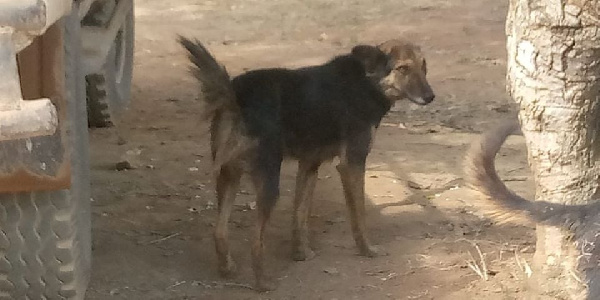 Mbwa Mayele anayesifika katika kata ya Maboga Wilayani Iringa kwa kuonyesha uelekeo wa Simba