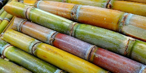 Miwa Sugar Cane