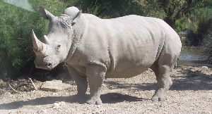 White Rhino