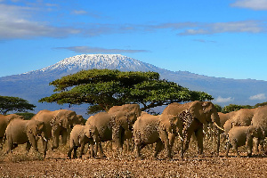 Kili Elephant2