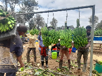 Ndizi ‘Moshi’ zaadimika sokoni