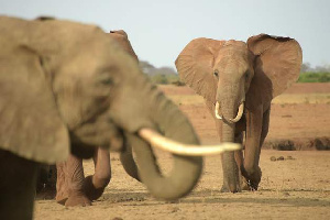 Manusura Wa Shambulio La Fisi Auawa Na Ndovu