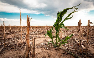 Drought Cornfield 1024x682 1 1024x640