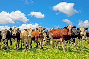 Group Of Cows In A Field Scott E Barbour