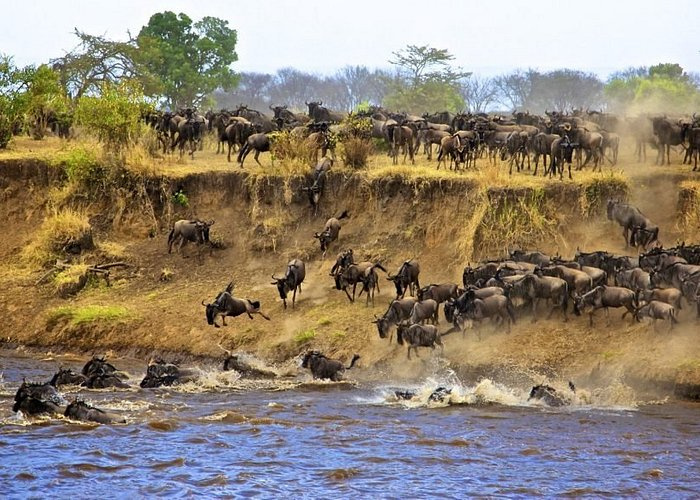 Serengeti yashinda tuzo ya Hifadhi Bora Afrika