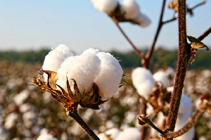 Gmo Cotton