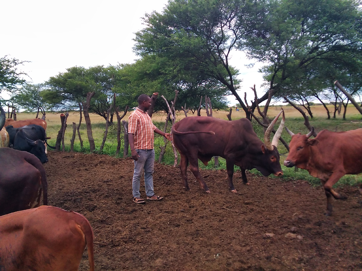 Jinsi ya kutumia madume ufugaji wa kisasa