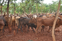 Taharuki! Ng’ombe wakumbwa na ugonjwa wa ajabu