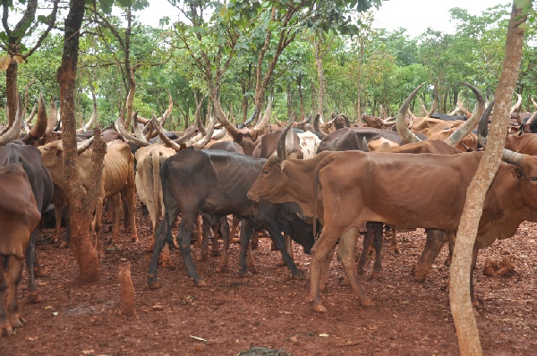 Taharuki! Ng’ombe wakumbwa na ugonjwa wa ajabu