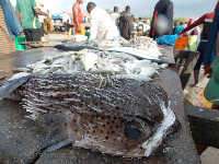 Kigamboni kujengwa soko la samaki, machinga