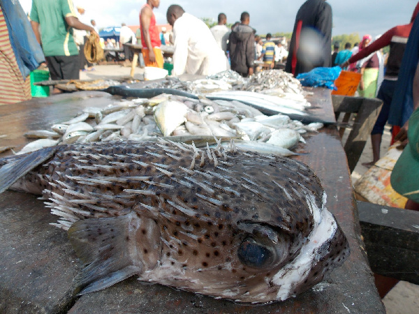 Wizara yatoa tahadhari uwepo samaki wenye sumu