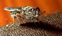 Sleeping sickness is caused by a bite from a tsetse fly which transmits a Trypanosoma parasite