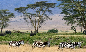 Zebras Serengeti Savana Plains Tanzania 660x400