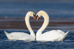 Mute Swans Heart