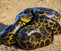 Anaconda Ball