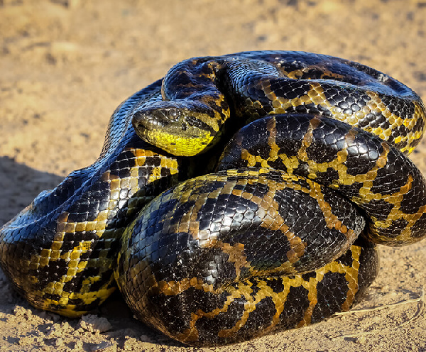 Anaconda Ball