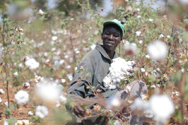 Kampuni za ununuzi wa mbegu za pamba lawamani