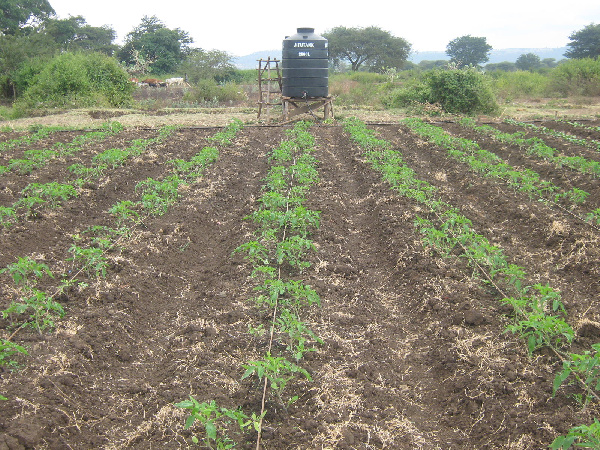 Wakulima waomba serikali  kuboresha kilimo cha umwagiliaji