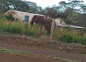 Sokwe Wavamia Shule, Wawapiga Wasichana