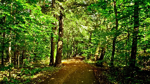 Forest Trees Road 1140x640