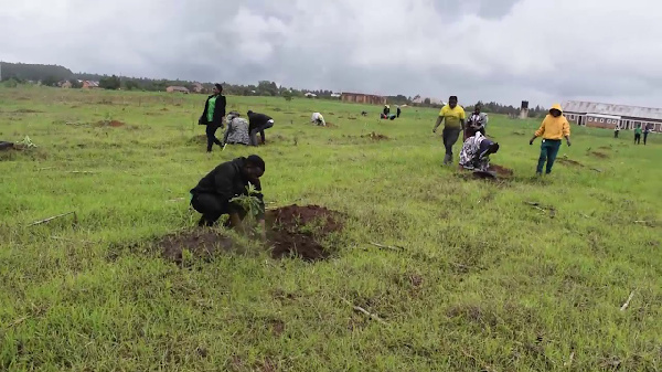 Baadhi ya makada wa CCM Njombe wakipanda miche ya Parachichi