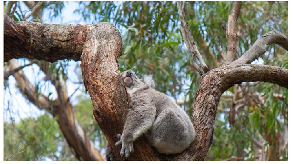 Mjue koala, mnyama anayelala saa 22 kwa siku