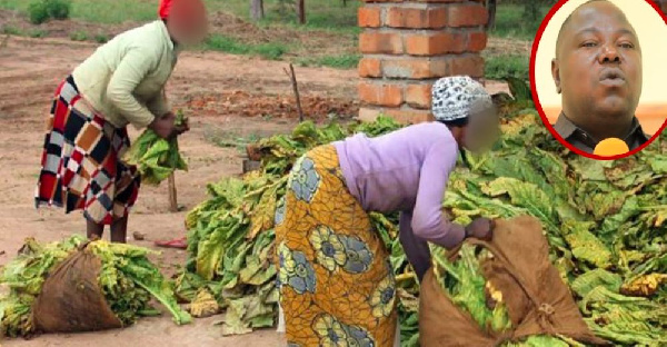 Bodi za tumbaku kuzifikisha kampuni za ununuzi mahakamani