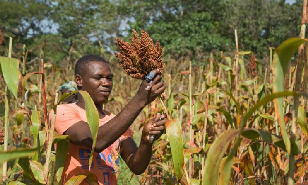 Tari yaja na mbegu za kisasa kufufua zao la ulezi