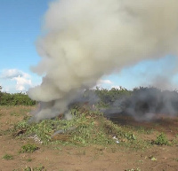 Tisa mbaroni kwa kulima bangi katika eneo la Hifadhi