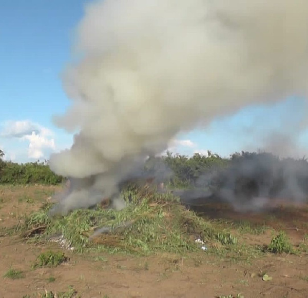 Tisa mbaroni kwa kulima bangi katika eneo la Hifadhi