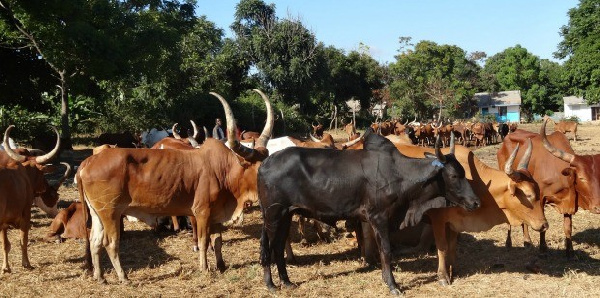 Watakiwa kuitumia Taliri kufanya ufugaji wa kisasa