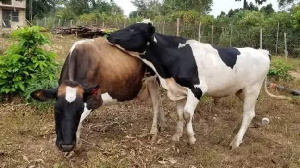 Uganda Yakumbwa Na Mlipuko Wa Ugonjwa Wa Kimeta