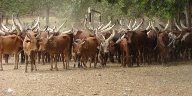 Waziri ataja chanzo kudorora ufugaji