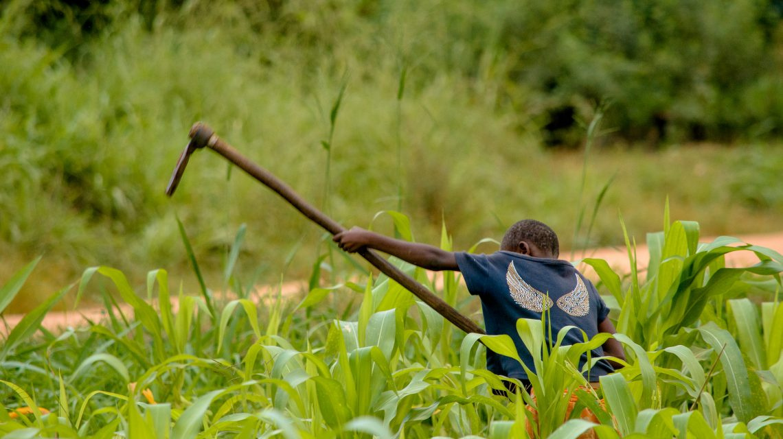 Kilimo Tanzania kuchangia Pato la taifa kwa 10%