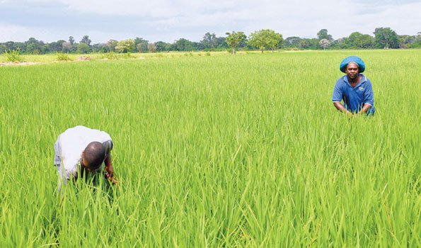 Bima ya kilimo kuanza kuwanufaisha wakulima nchini