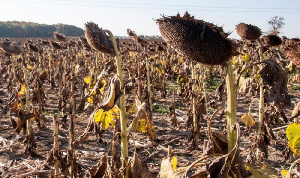 Shamba La Alizeti Tayari Kwa Kuvunwa 1000x594