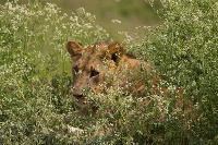 Mmoja afariki, mwingine ajeruhiwa na simba Ngorongoro