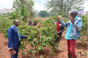 Wakulima Wa Kahawa Waishukuru Serikali Kuweka Mfumo Mzuri Wa Ununuzi