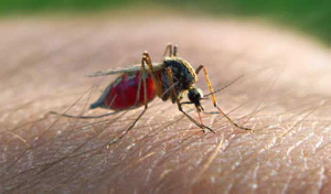 23502 MALARIA+PIX