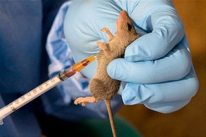 Lassa Fever E1452568726109 (600 X 400)