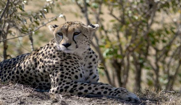 Cheetahs are trafficked from the Horn of Africa to the Gulf states