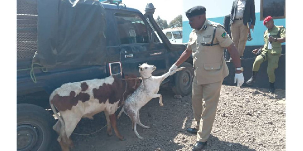 Kamanda wa Polosi mkoani Mbeya, Benjamin Kuzaga akionesha ng'ombe na mbuzi ambao wametolewa mahari