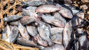 Kenya Fish (600 X 337)