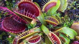 Venus Flytrap