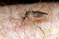 Mbuu waenezao malaria