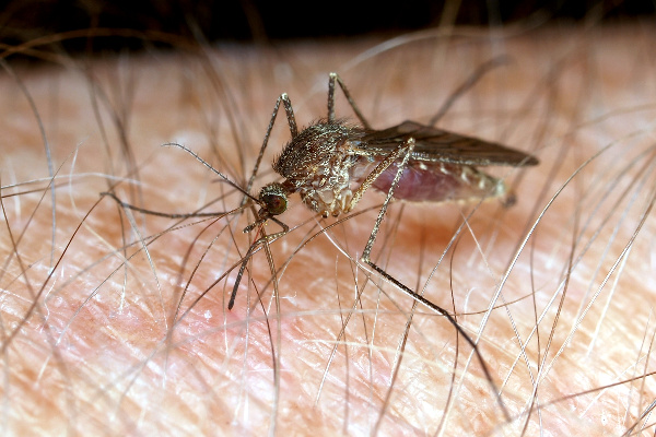 Wagonjwa wa malaria nchini Zambia waliongezeka kwa asilimia 37