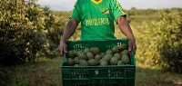 Ekari 89,000 zatengwa kilimo cha parachichi