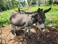 Punda walalamikiwa kufundisha watoto tabia mbaya