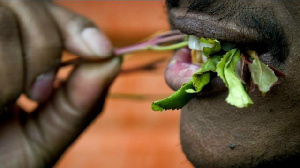 Serikali Yasema Marufuku Ya Miraa Na Serikali Za Kaunti Sio Halali